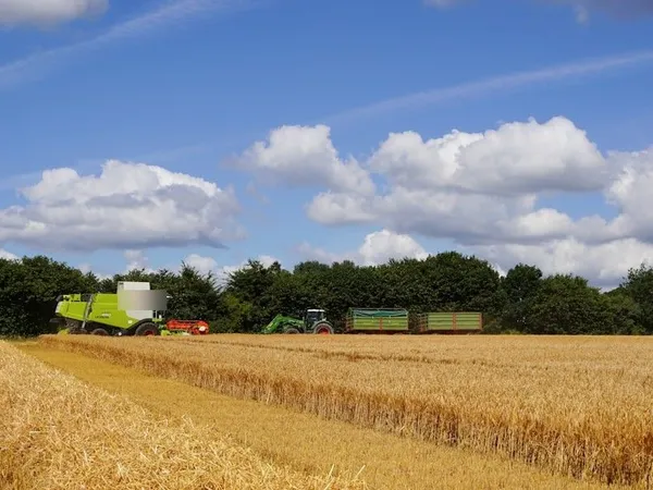 Combine harvesting a field at the height of the season